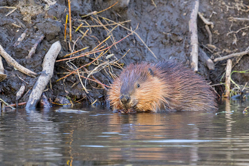 Diesem possierlichen Tierchen schmeckt es wohl