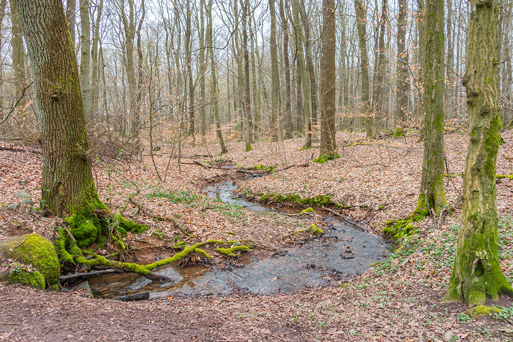 Mäandernder Bach