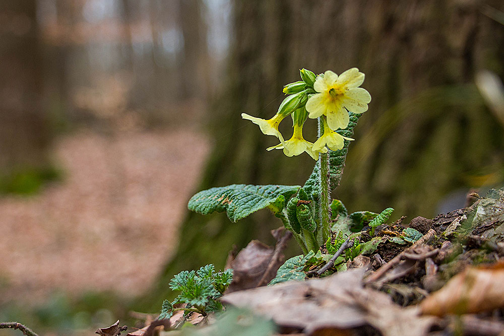 Primel am Wegesrand