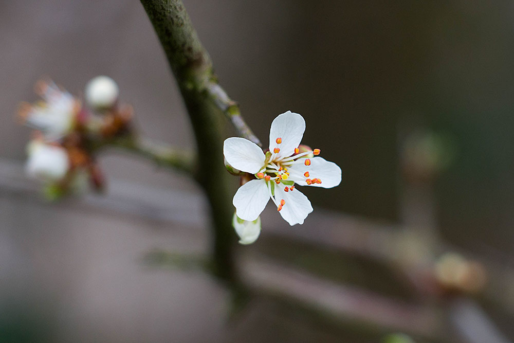 Zarte Blüte