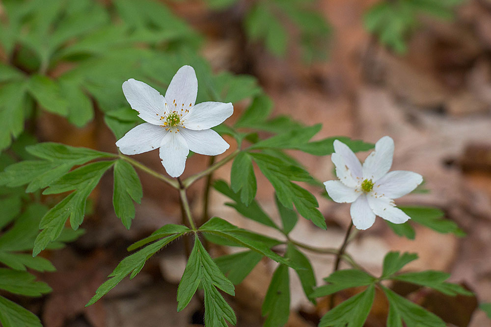 Nochmal Blüten