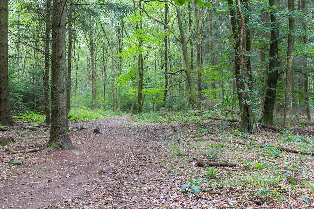 Ab in den Wald