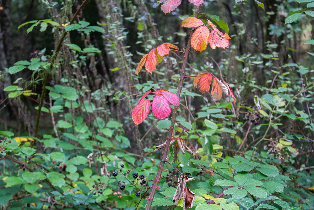 So manches Blatt färbt sich bereits rot