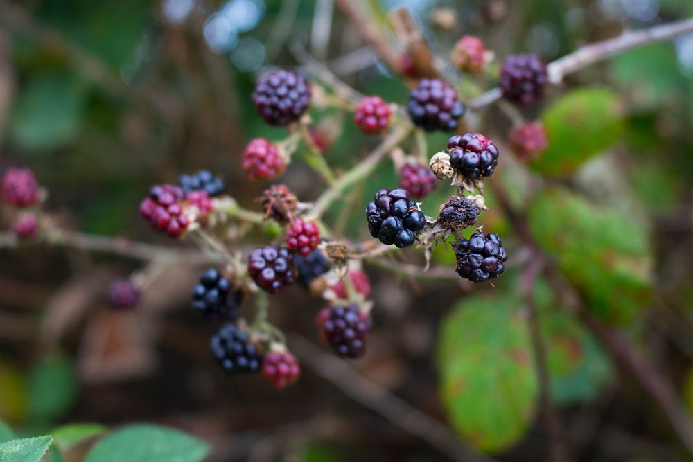 Die meisten Brombeeren sind bereits vertrocknet