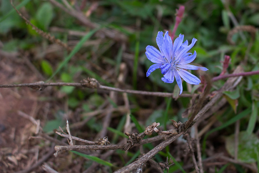 Blümchen am Feldrand