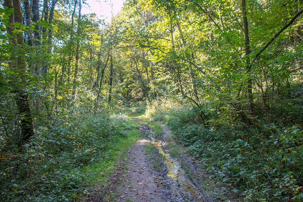 Feuchter Waldweg