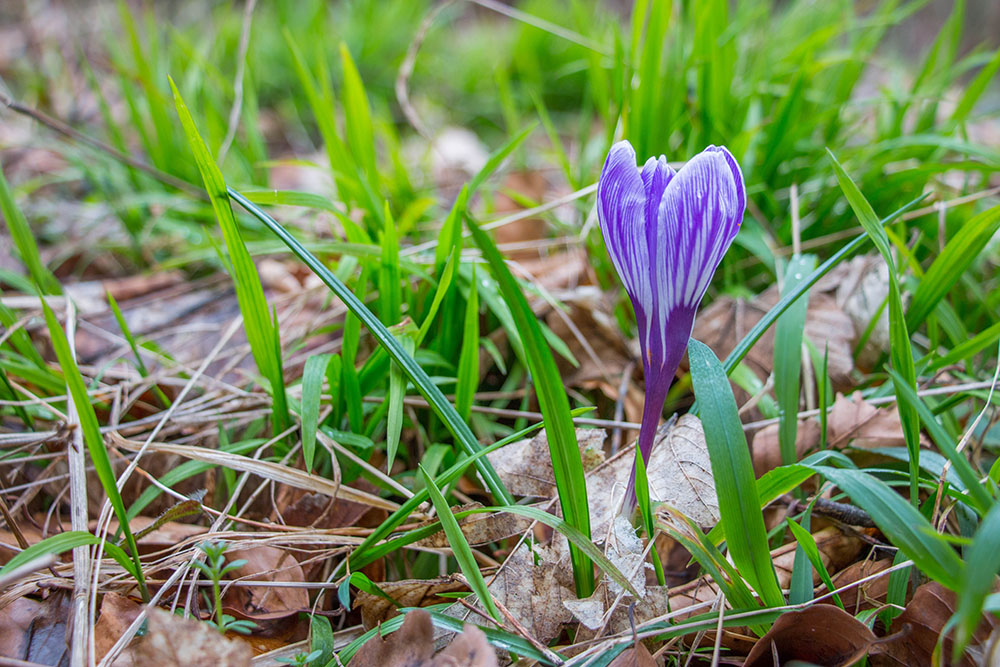 Krokus