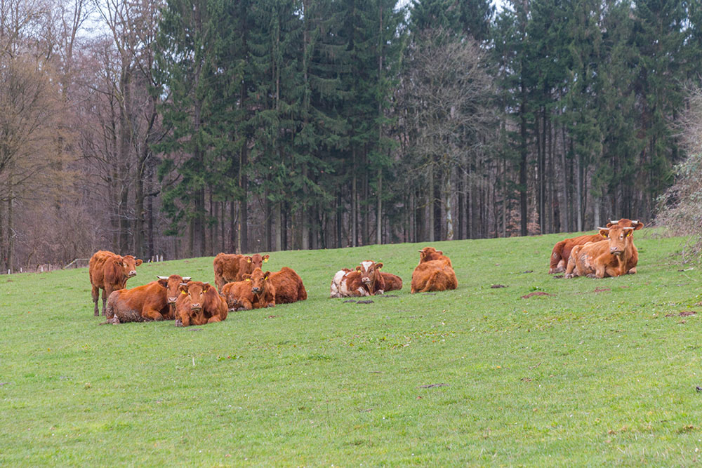 Wiederkäuer beim Wiederkäuen ;-)
