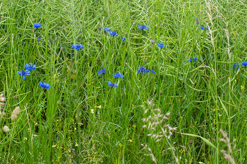 Kornblumen