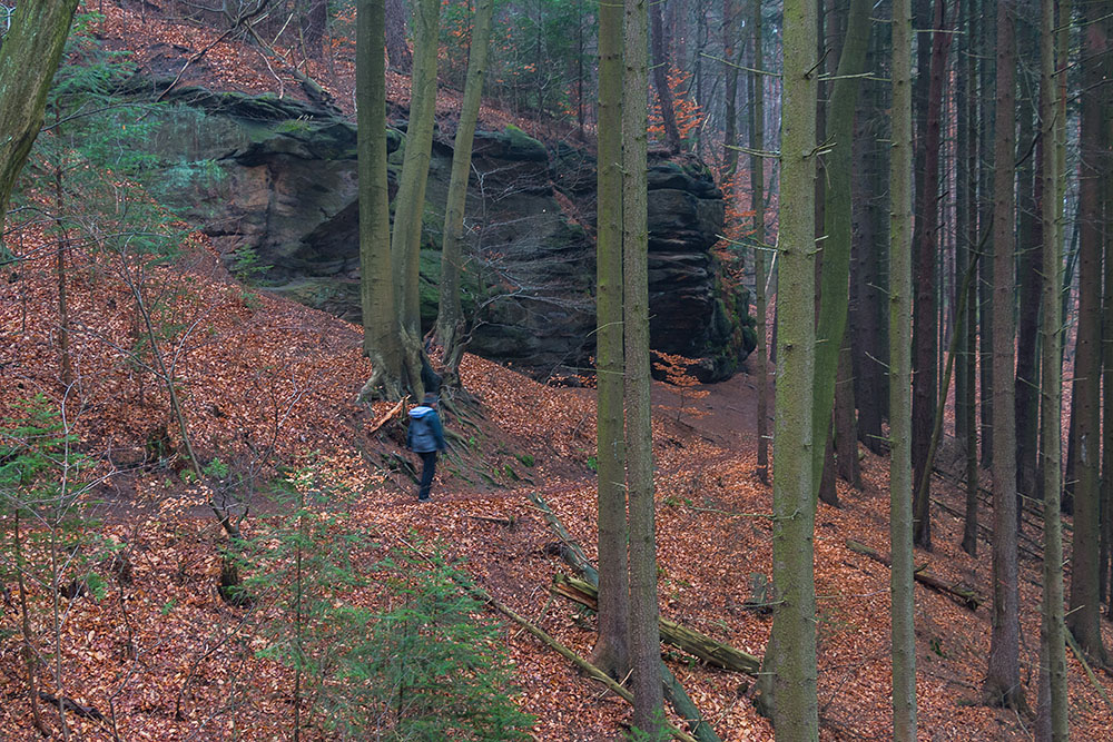 Schmale und aus wettertechnischen Gründen feuchte Wege, führen durch den Kirkeler Wald