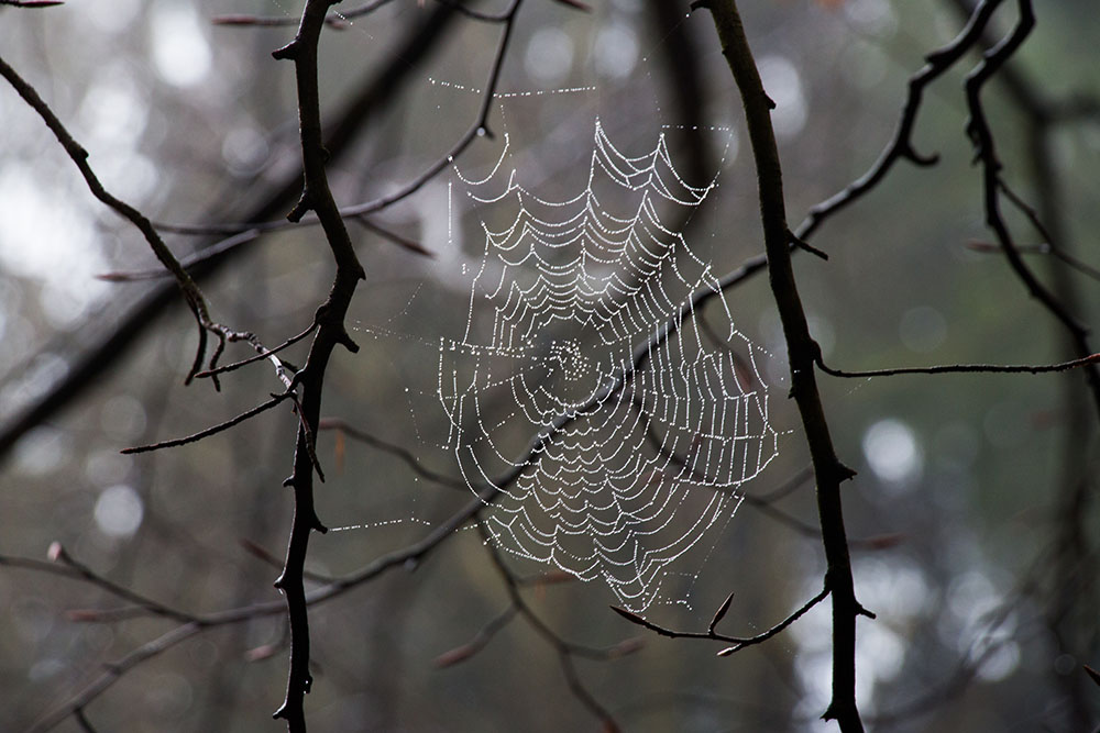 Web-Designer gibt es in der Natur schon lange ;-)