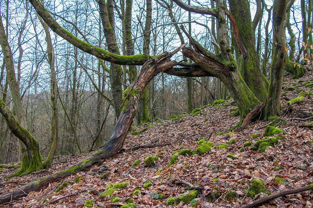 Gebrochener Bogen