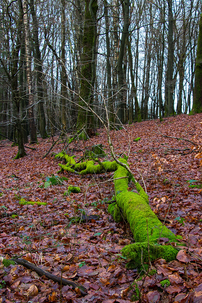 Vom Moos umhüllter Baum