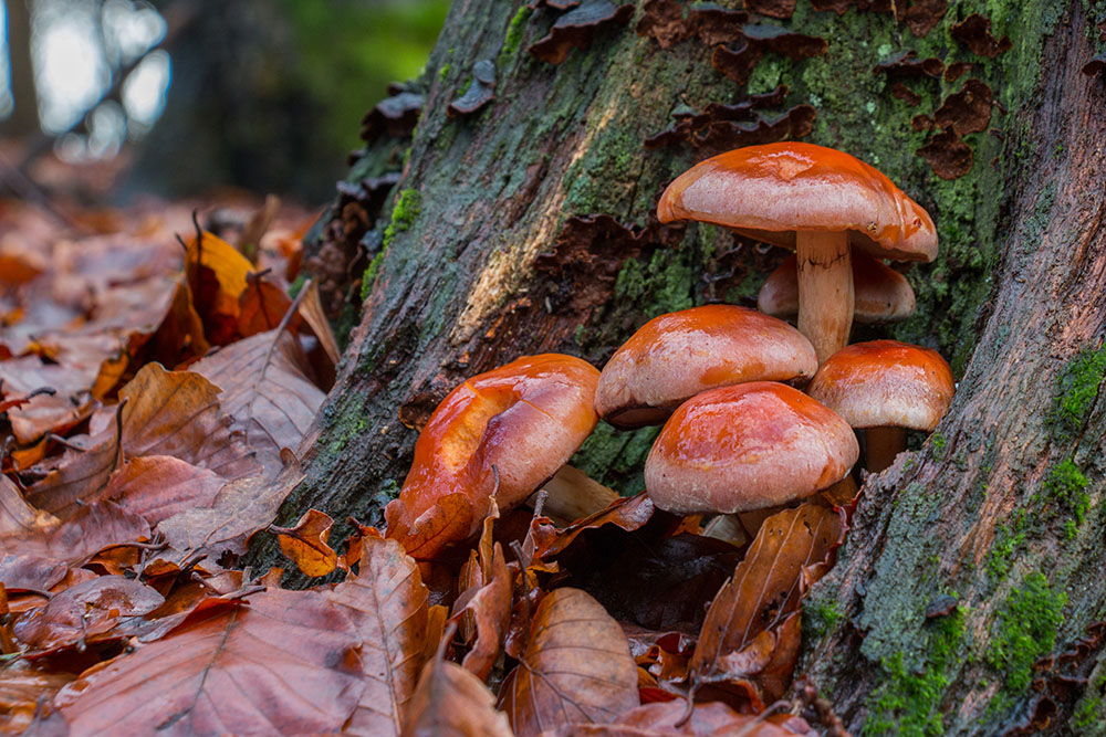 Schöne Pilze