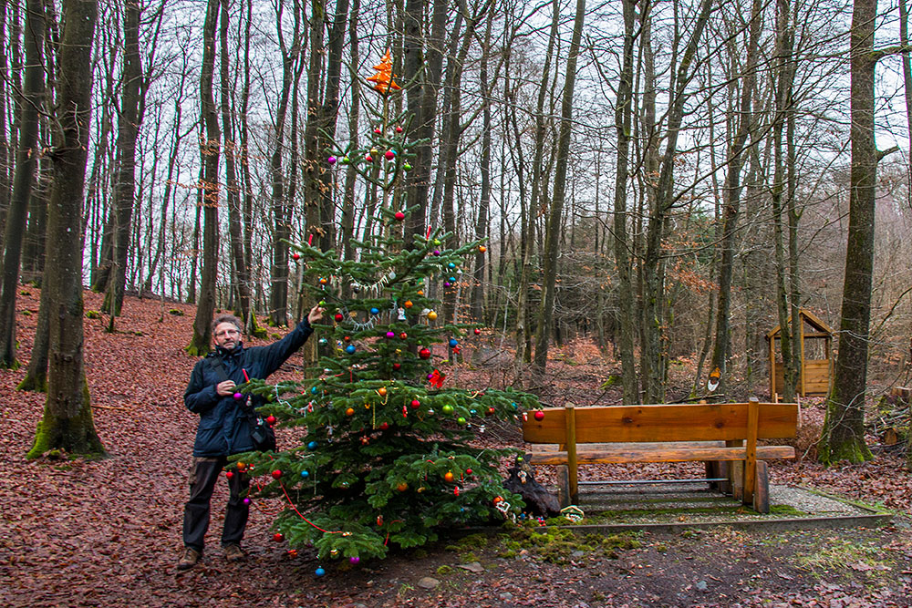 Schon wieder ein Christbaum im Wald ...