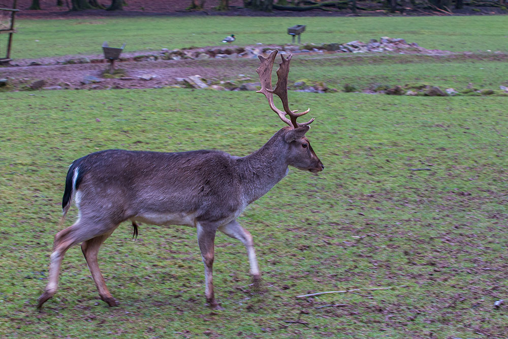 Damhirsch im Gehege