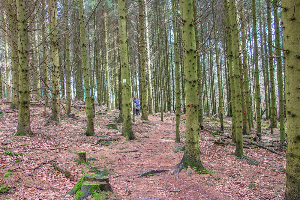 Durch den Nadelwald