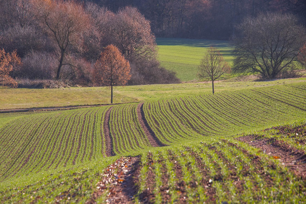 Typische Landschaft 
