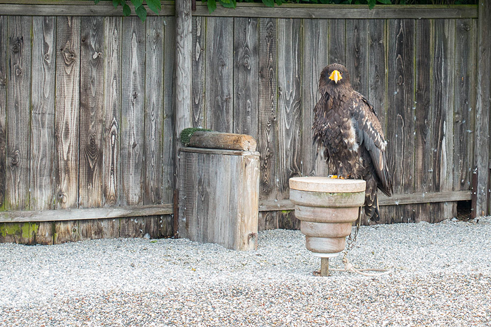 Riesenseeadler
