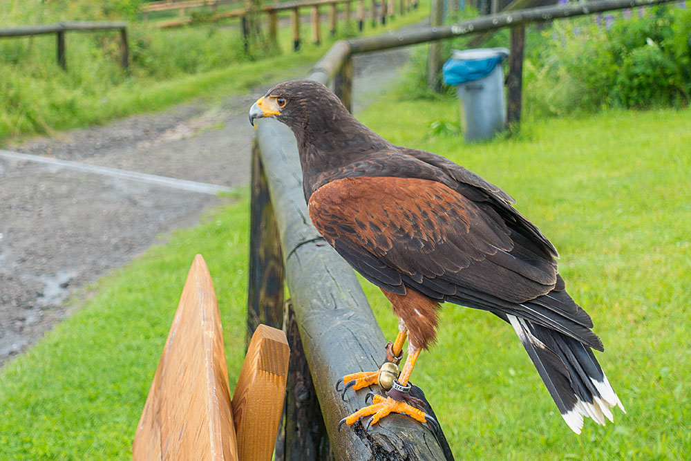 Wüstenbussard