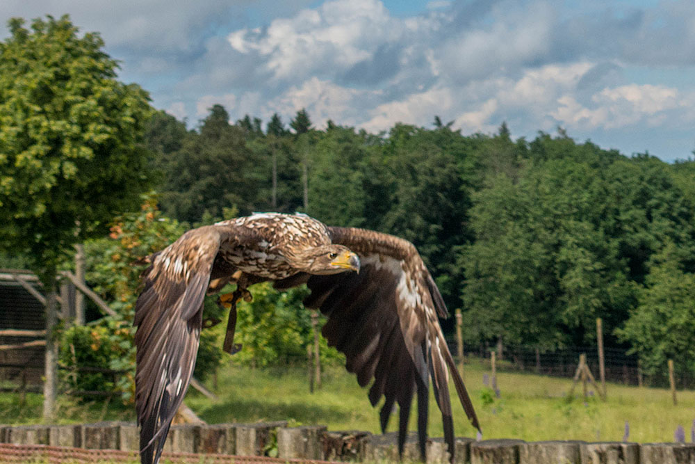 Adler im Flug