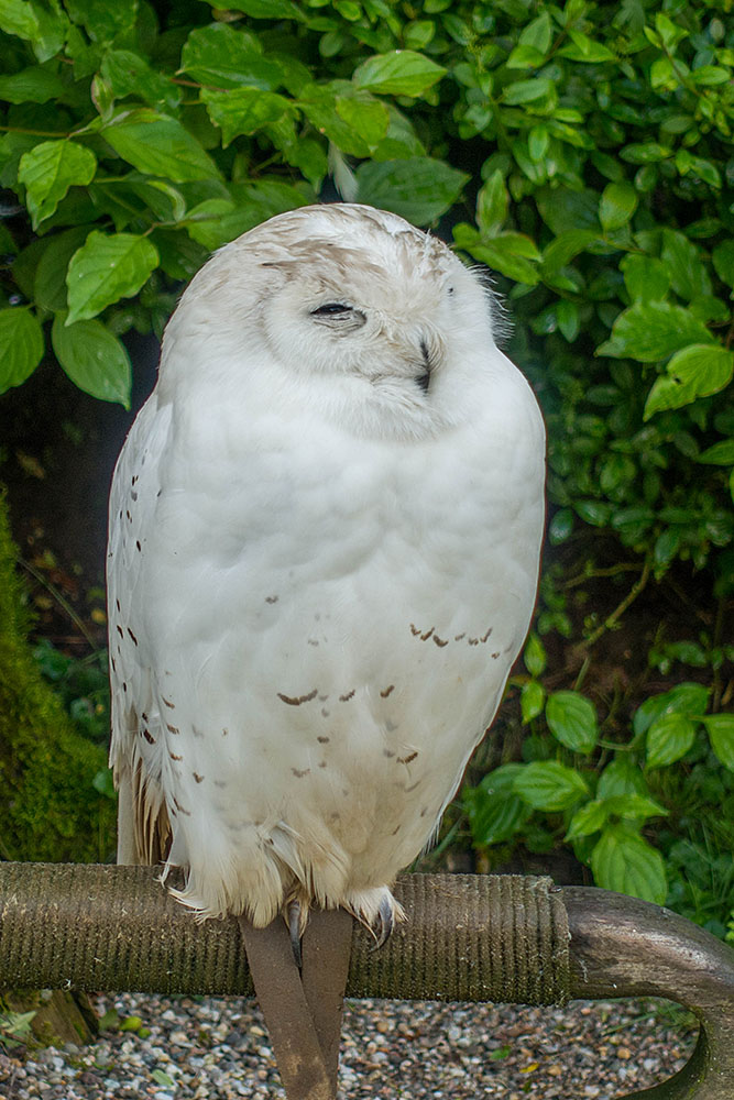 Schneeeule