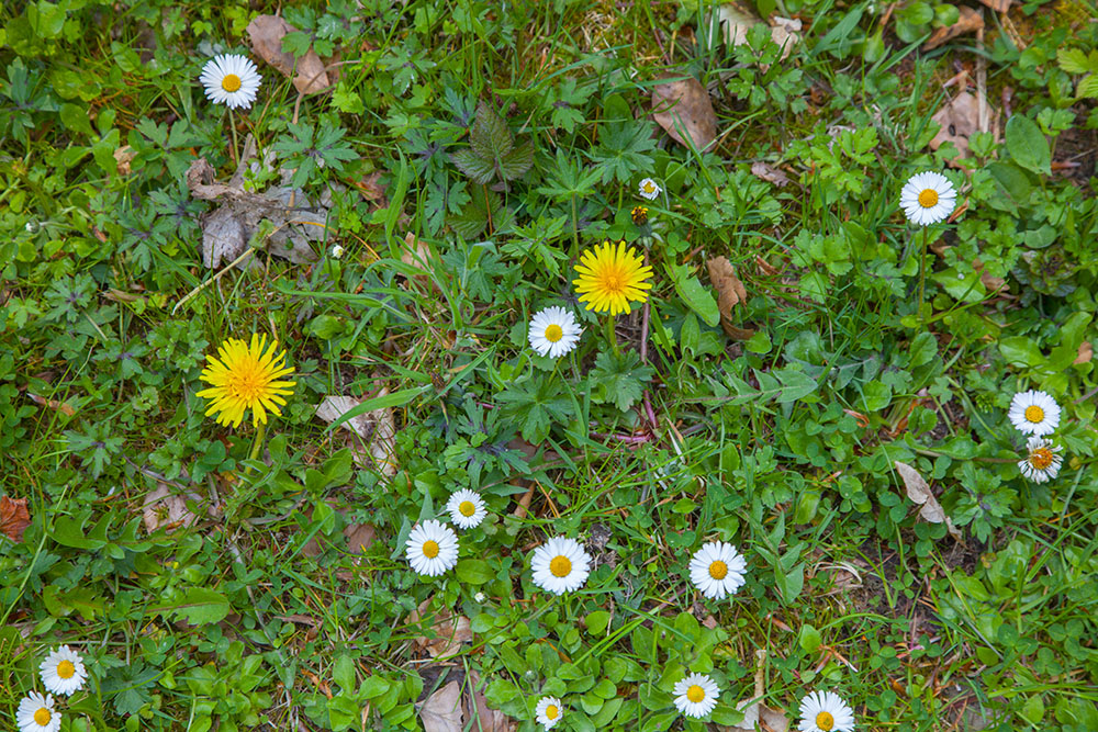 Blumenwiese