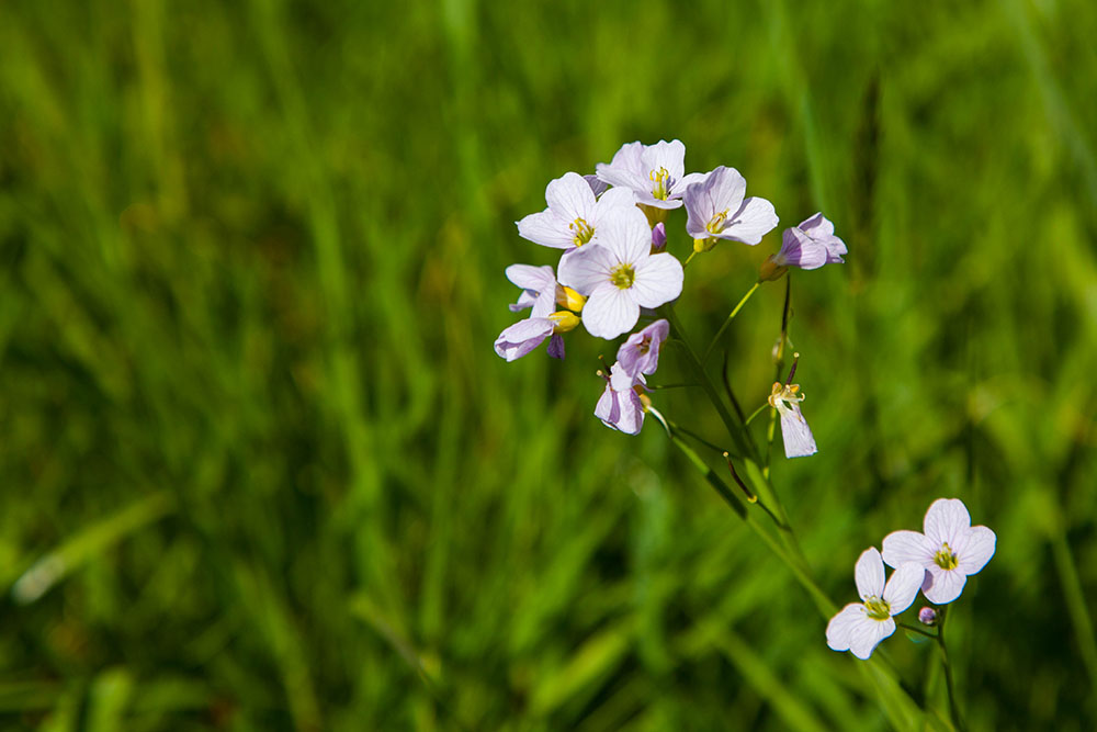 Überall lachen uns schöne Blumen an