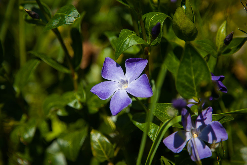 Schöne Blüte