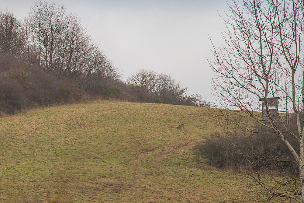 Rehe am Hang 