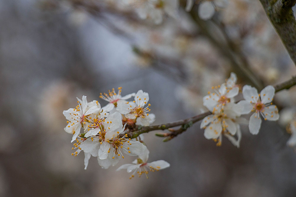 Zarte Blüten an Bäumen ...