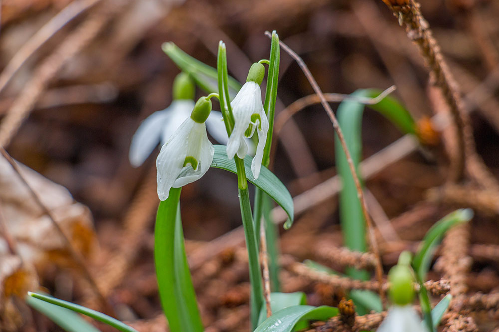 Schneeglöckchen