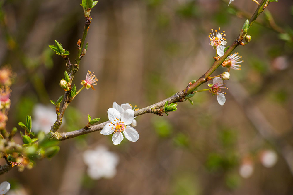 Weiße Blüten ...