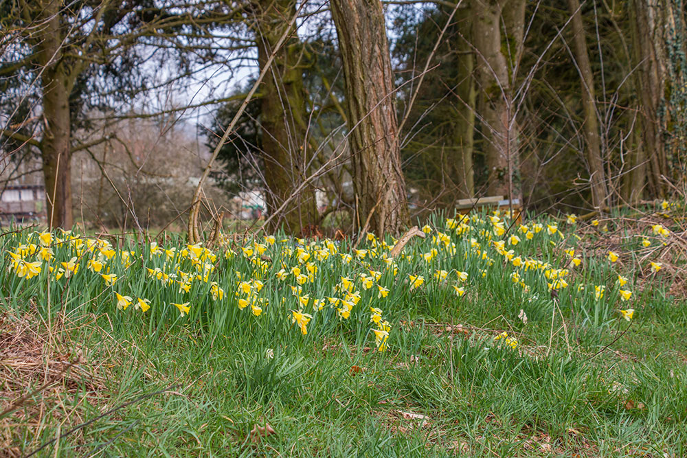 ... und gelbe Blüten