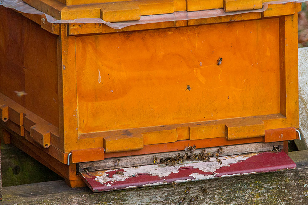 Schwärmende Bienen