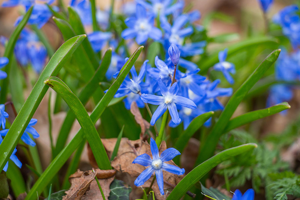 Leuchtendes Blau