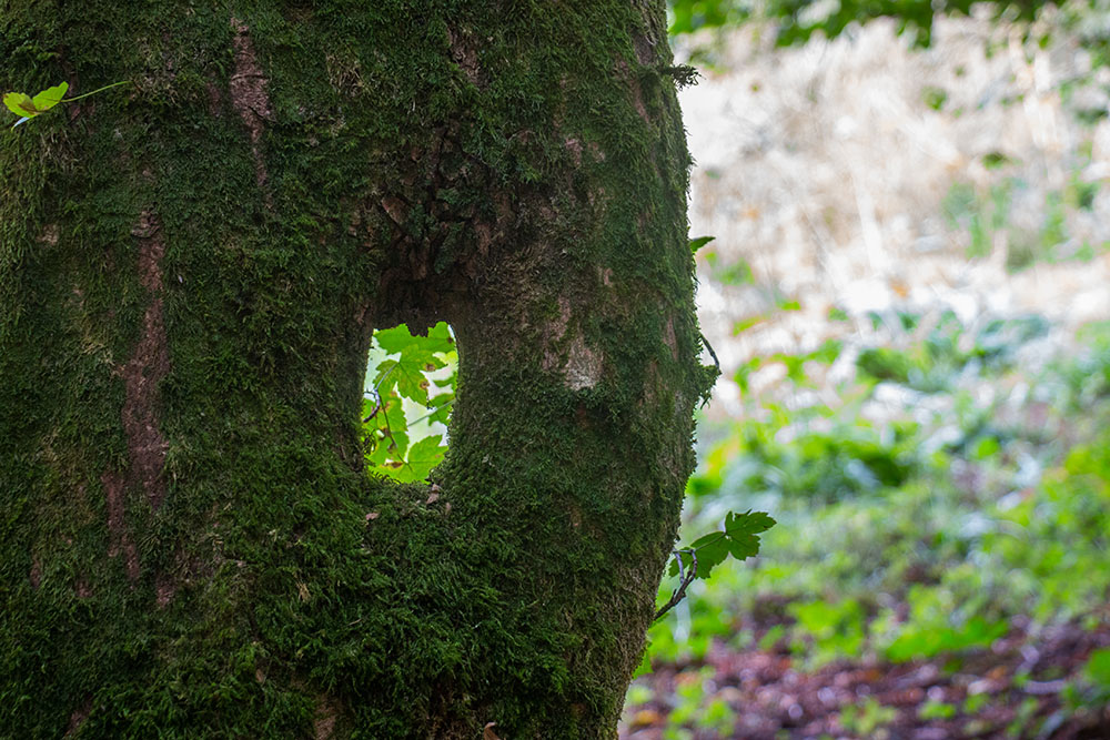 Wie kommt das Loch in den Baum?