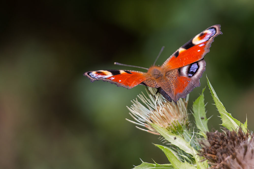Bunter Schmetterling
