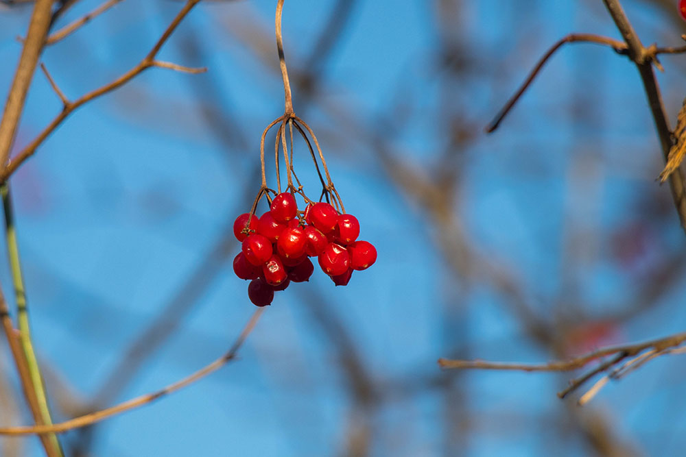 Die letzten Beeren werden matschig 
