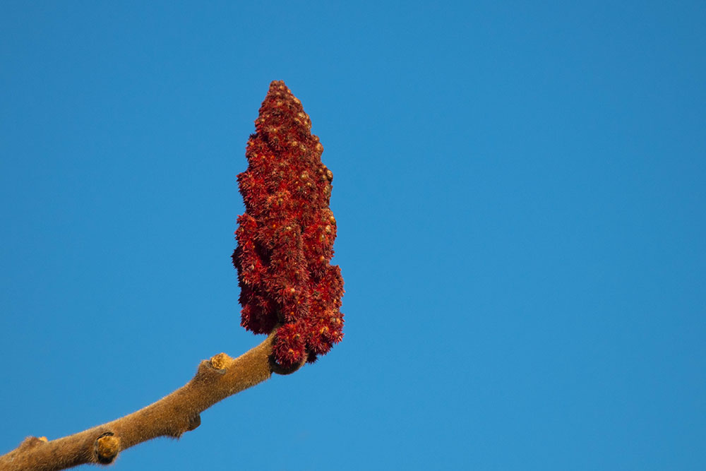 ... vor blauem Himmel 