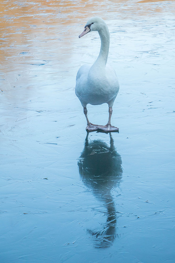 ... von einem Schwan gemacht 
