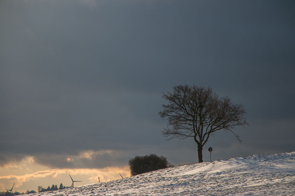 Baum unter dunkler Wolke