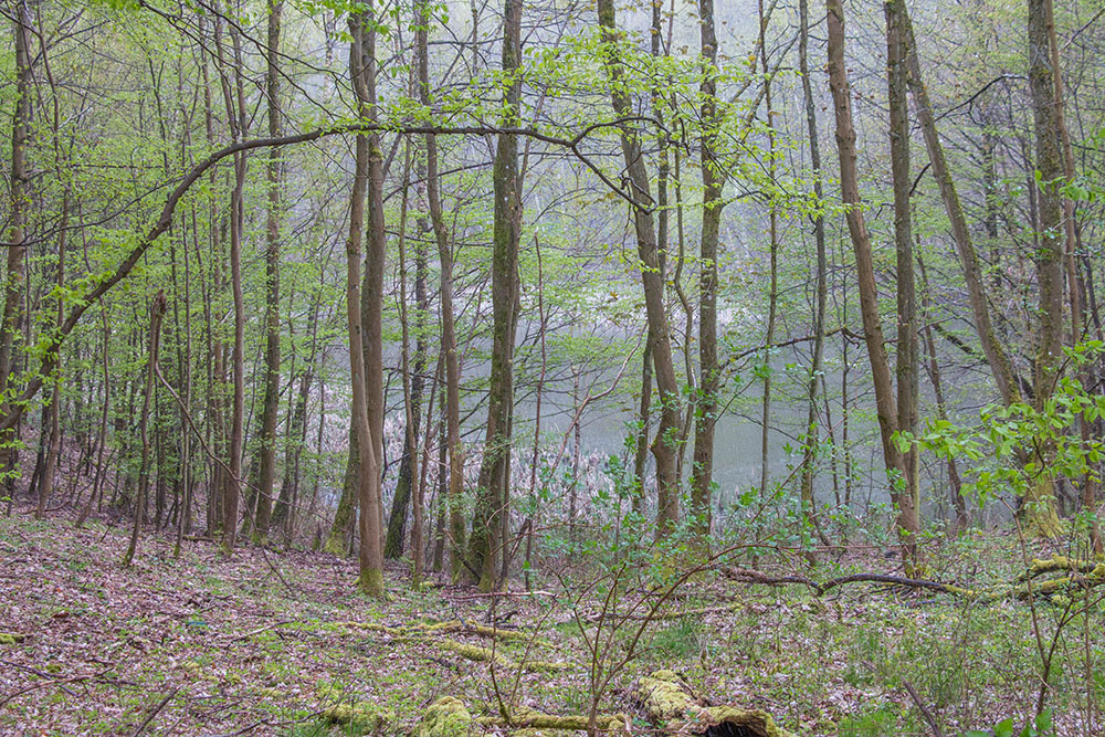 Der Weihersbacher Weiher versteckt sich (Nr. 2)