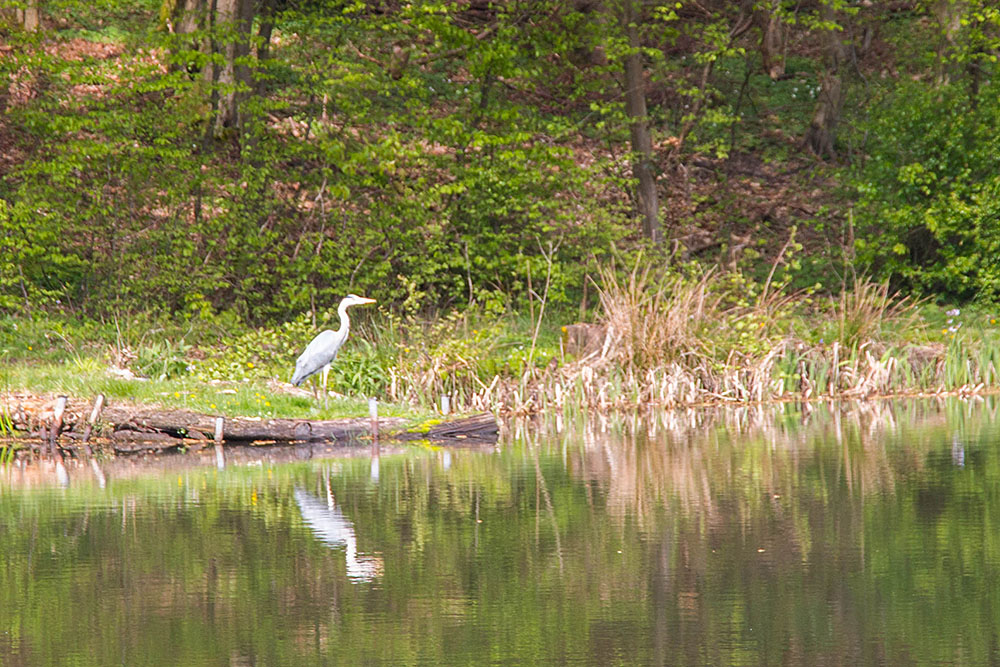 Auch der Reiher mag den Fisch im Angelteich ;-)