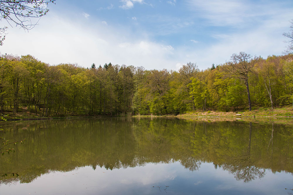 Am "Grünen Weiher" (Nr. 8)