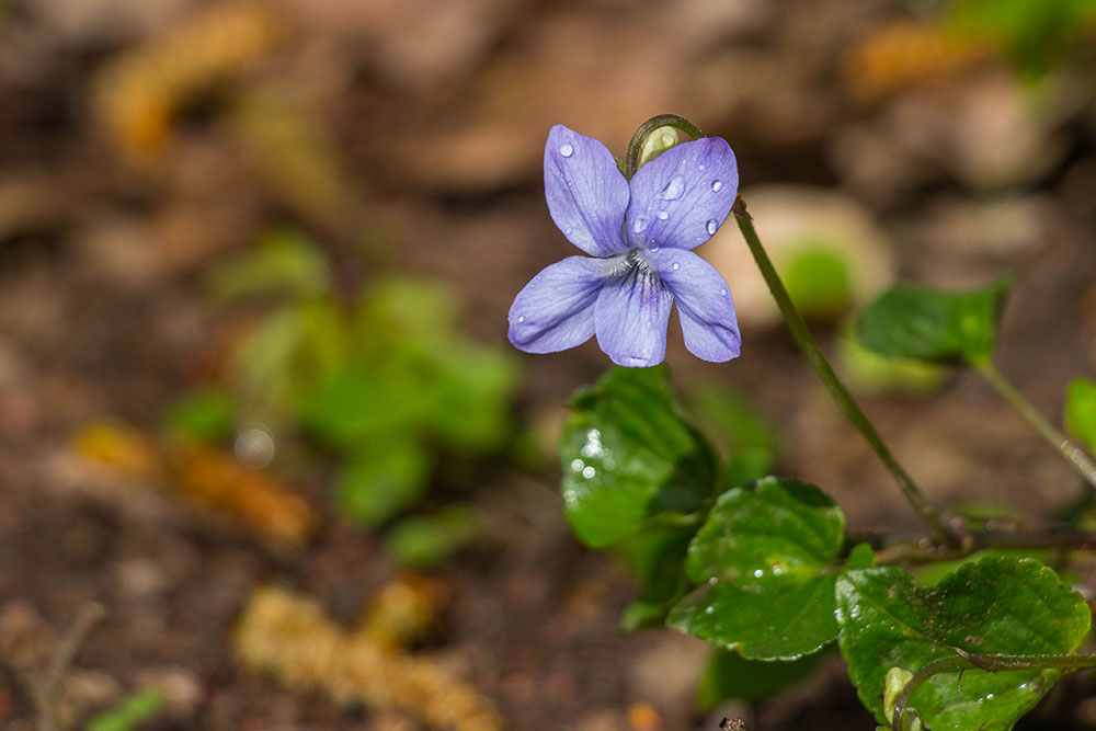 Zuviel Regen mag die Blüte auch nicht