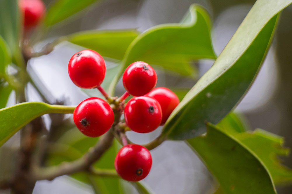 Europ&auml;ische Stechpalme 