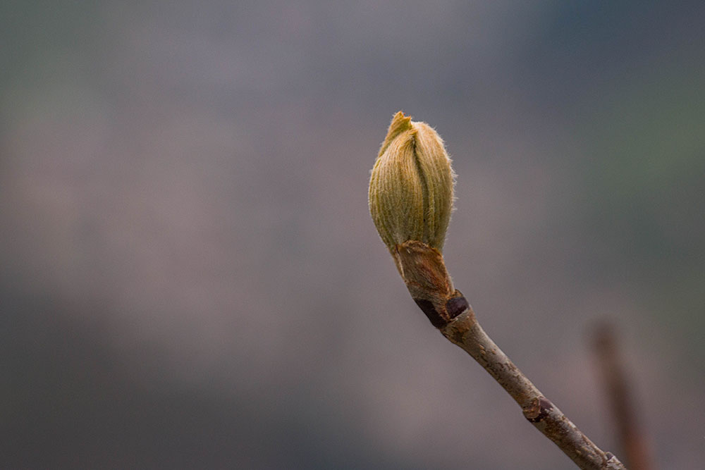 Bald &ouml;ffnen sich auch hier oben die Knospen