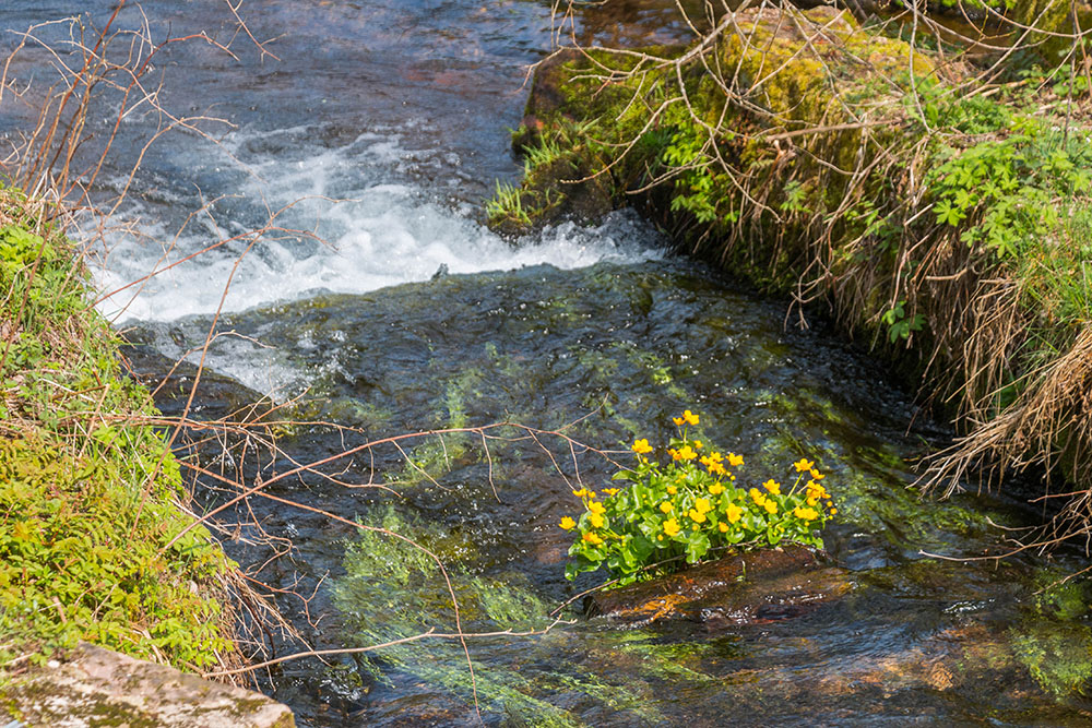 Sumpfdotterblumen im Bach
