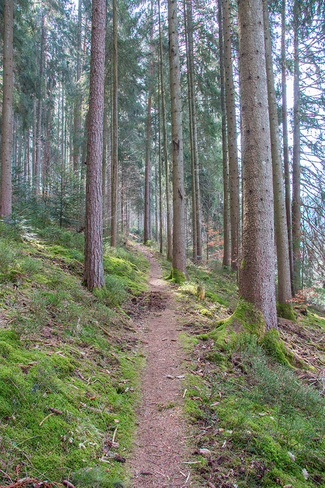 Waldweg